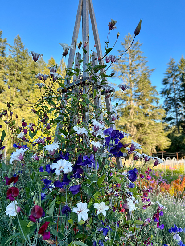 Sweet peas in the garden